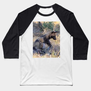 Wild dog sitting with its pack Baseball T-Shirt